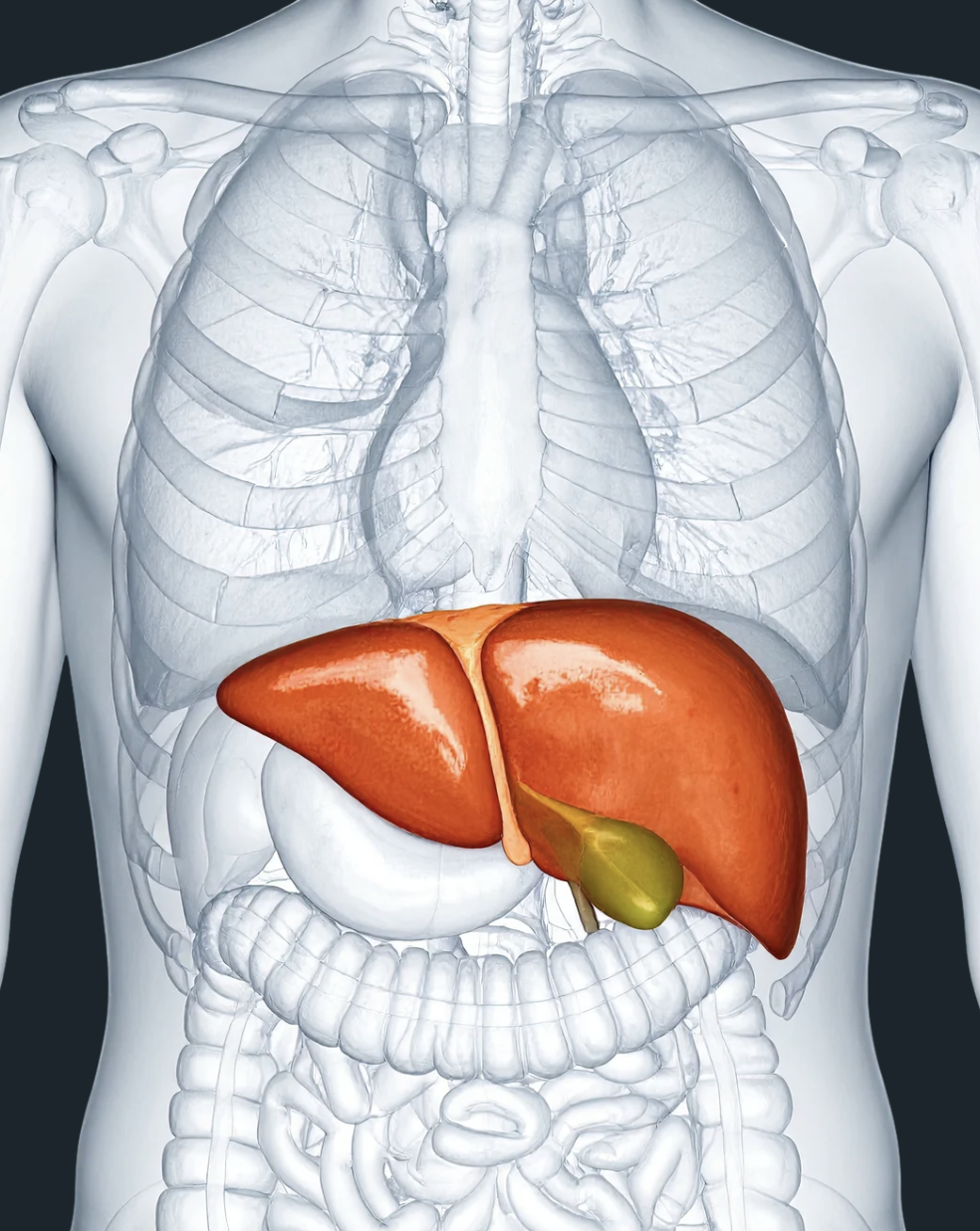 Liver Cancer: Why Early Diagnosis Saves Lives